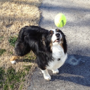dog catching ball